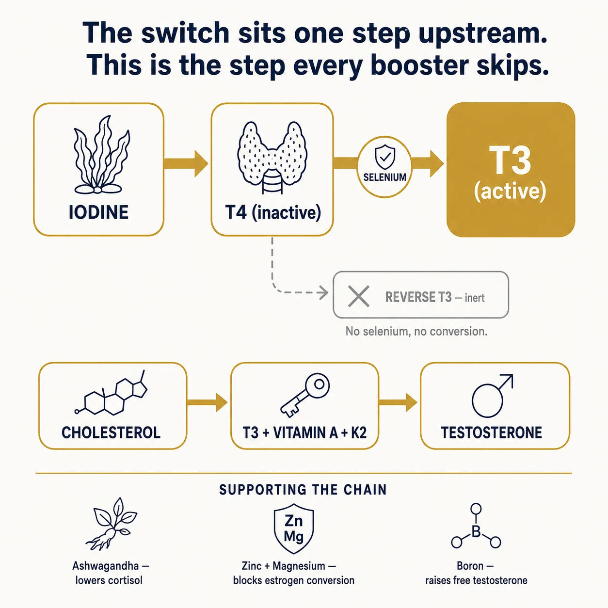 The T3 pathway: iodine builds T4, selenium converts it to active T3, and without selenium it becomes inert reverse T3